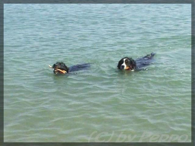 Fefi und Mady im Wasser