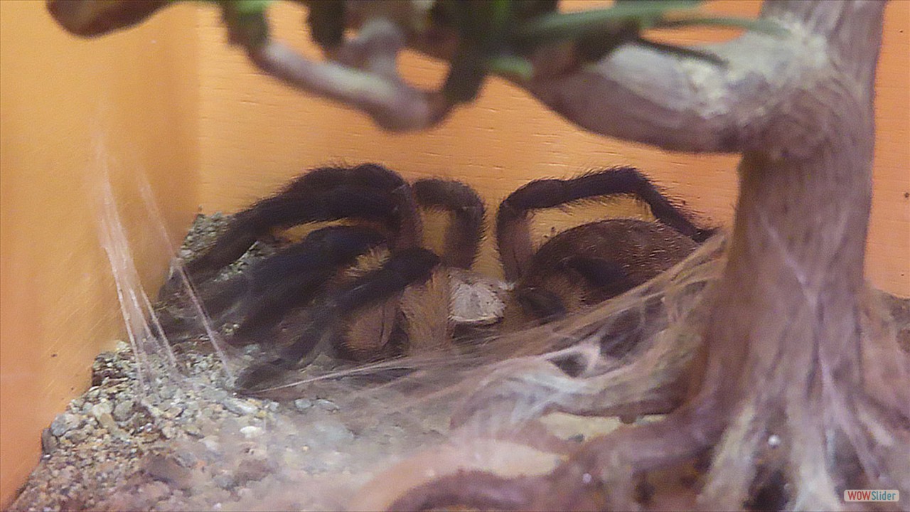4i