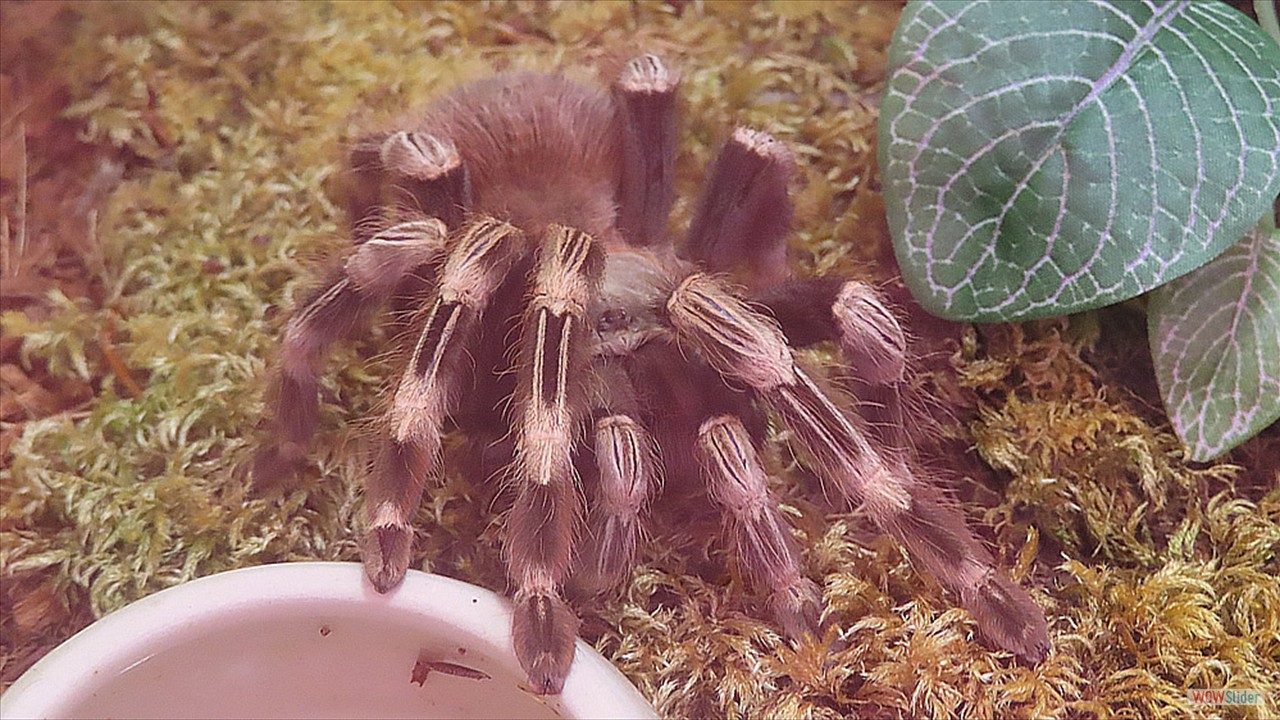 4p