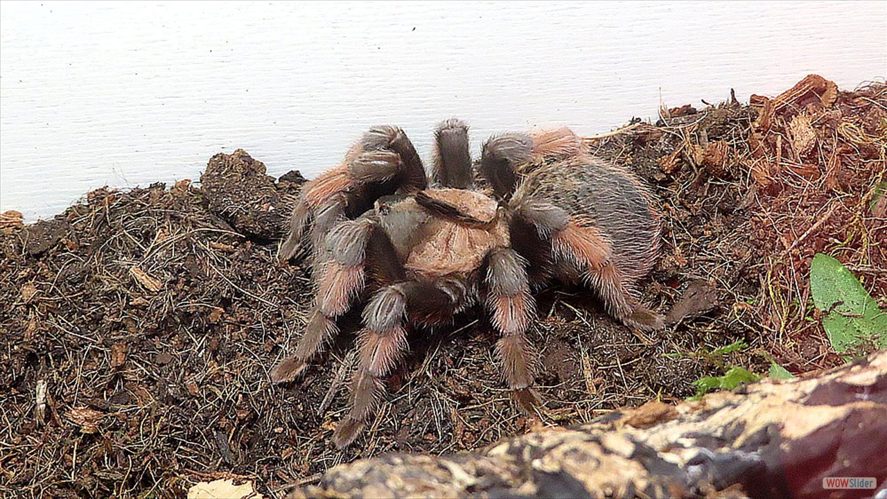 4w