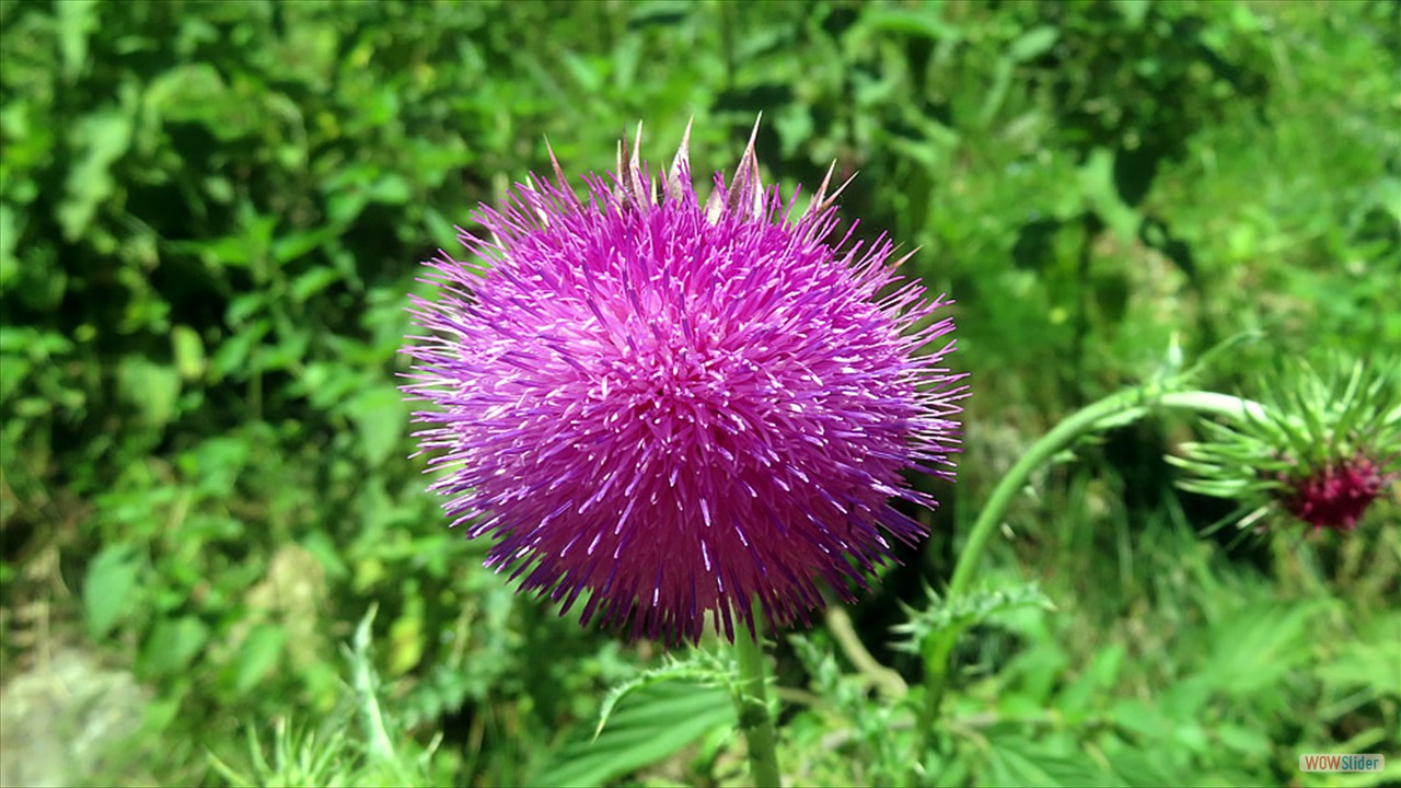2v