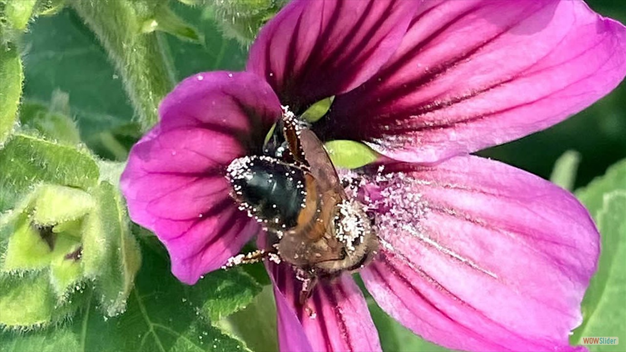 3b